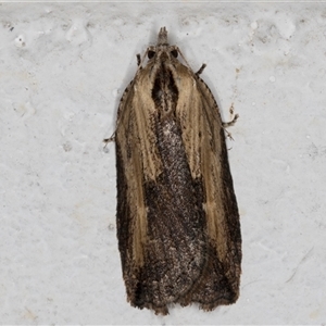 Cryptoptila immersana (A Tortricid moth) at Melba, ACT by kasiaaus