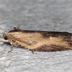 Cryptoptila immersana at Melba, ACT - 21 Oct 2024 10:18 PM