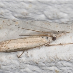 Culladia cuneiferellus (Crambinae moth) at Melba, ACT - 21 Oct 2024 by kasiaaus