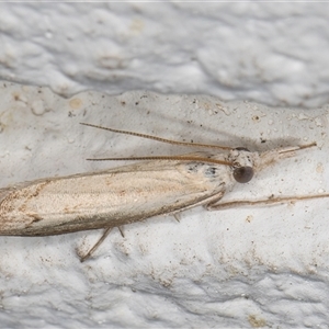 Culladia cuneiferellus (Crambinae moth) at Melba, ACT by kasiaaus