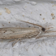 Culladia cuneiferellus at Melba, ACT - 21 Oct 2024