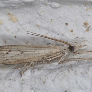 Culladia cuneiferellus at Melba, ACT - 21 Oct 2024 10:20 PM