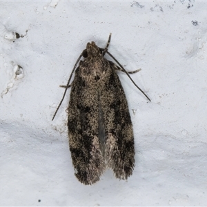 Barea codrella (A concealer moth) at Melba, ACT by kasiaaus