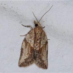 Epiphyas postvittana (Light Brown Apple Moth) at Melba, ACT - 21 Oct 2024 by kasiaaus