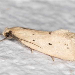 Oecophoridae provisional species 11 at Melba, ACT - 21 Oct 2024 10:24 PM