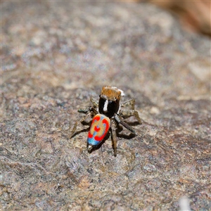 Maratus pavonis at Strathnairn, ACT - 22 Oct 2024