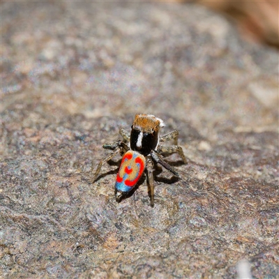 Maratus pavonis (Dunn's peacock spider) at Strathnairn, ACT - 22 Oct 2024 by DPRees125