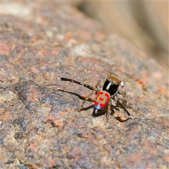 Maratus pavonis at Strathnairn, ACT - 22 Oct 2024