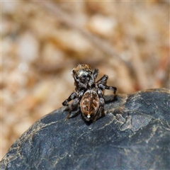 Maratus griseus (Jumping spider) at Strathnairn, ACT - 22 Oct 2024 by DPRees125