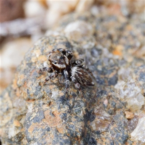 Maratus griseus at Strathnairn, ACT - 22 Oct 2024