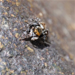 Maratus griseus at Strathnairn, ACT - 22 Oct 2024