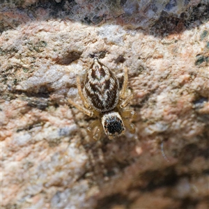 Maratus griseus at Strathnairn, ACT - 22 Oct 2024