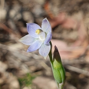 Thelymitra pauciflora at Acton, ACT - 22 Oct 2024