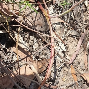 Thelymitra pauciflora at Acton, ACT - 22 Oct 2024