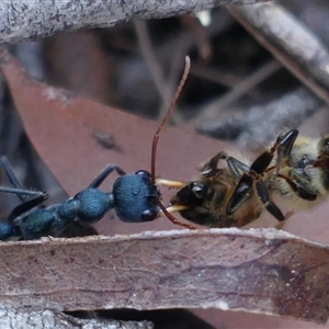 Myrmecia tarsata at Colo Vale, NSW - suppressed