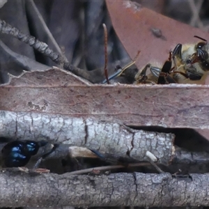 Myrmecia tarsata at Colo Vale, NSW - suppressed