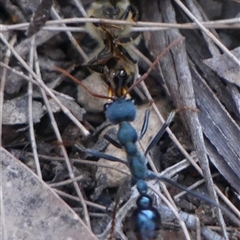 Myrmecia tarsata at Colo Vale, NSW - 17 Oct 2024