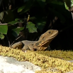 Intellagama lesueurii (Australian Water Dragon) at Colo Vale, NSW - 17 Oct 2024 by Curiosity