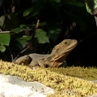 Intellagama lesueurii (Australian Water Dragon) at Colo Vale, NSW - 17 Oct 2024 by Curiosity