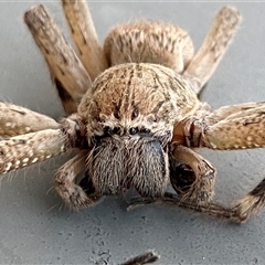 Neosparassus calligaster (Beautiful Badge Huntsman) at Jerrabomberra, NSW - 22 Oct 2024 by SteveBorkowskis