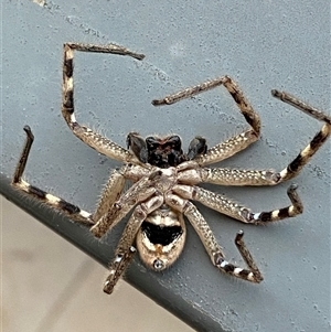 Neosparassus calligaster at Jerrabomberra, NSW - 22 Oct 2024