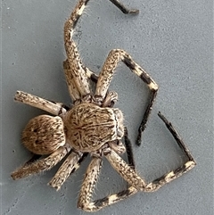 Neosparassus calligaster at Jerrabomberra, NSW - suppressed