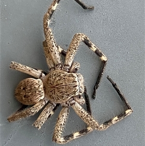 Neosparassus calligaster at Jerrabomberra, NSW - suppressed