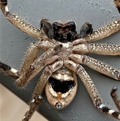 Neosparassus calligaster at Jerrabomberra, NSW - 22 Oct 2024