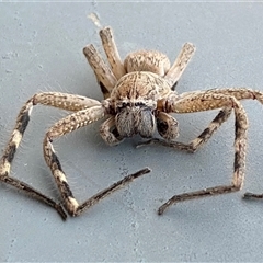 Neosparassus calligaster at Jerrabomberra, NSW - suppressed