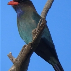 Eurystomus orientalis (Dollarbird) at Symonston, ACT - 22 Oct 2024 by RobParnell