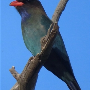 Eurystomus orientalis (Dollarbird) at Symonston, ACT by RobParnell