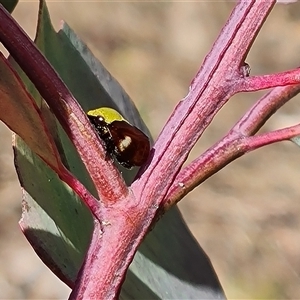 Eurymeloides pulchra at Symonston, ACT by Mike