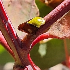 Chaetophyes compacta at Symonston, ACT - 22 Oct 2024