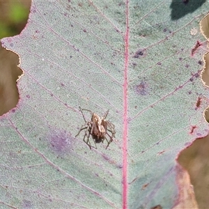 Oxyopes sp. (genus) (Lynx spider) at Symonston, ACT by Mike