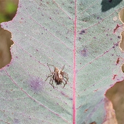 Oxyopes (genus) (Lynx spider) at Symonston, ACT - 22 Oct 2024 by Mike
