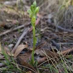 Hymenochilus muticus (Midget Greenhood) at Mount Clear, ACT - 22 Oct 2024 by BethanyDunne