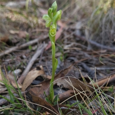 Hymenochilus muticus (Midget Greenhood) at Mount Clear, ACT - 22 Oct 2024 by BethanyDunne