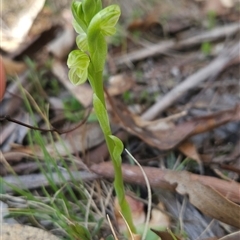 Hymenochilus muticus at Mount Clear, ACT - suppressed