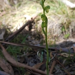 Hymenochilus muticus (Midget Greenhood) at Mount Clear, ACT - 22 Oct 2024 by BethanyDunne