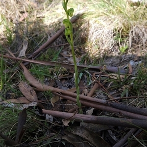 Hymenochilus muticus at Mount Clear, ACT - 22 Oct 2024