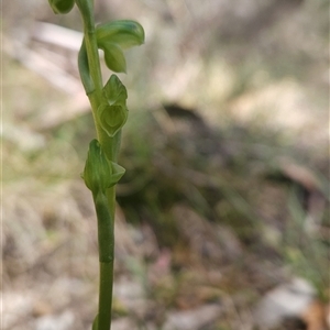 Hymenochilus muticus at Mount Clear, ACT - 22 Oct 2024