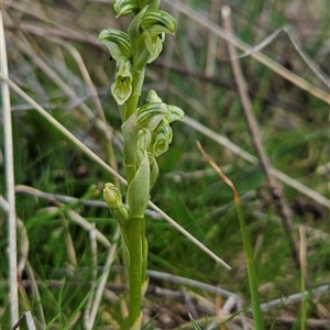 Hymenochilus crassicaulis at Mount Clear, ACT - suppressed