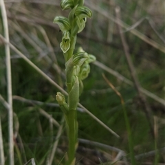 Hymenochilus crassicaulis at Mount Clear, ACT - suppressed