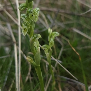 Hymenochilus crassicaulis at Mount Clear, ACT - suppressed