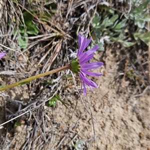 Calotis scabiosifolia var. integrifolia at Mount Clear, ACT by BethanyDunne