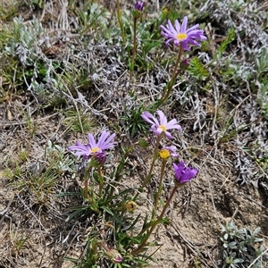 Calotis scabiosifolia var. integrifolia at Mount Clear, ACT - 22 Oct 2024