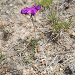 Swainsona sericea (Silky Swainson-Pea) at Mount Clear, ACT - 22 Oct 2024 by BethanyDunne