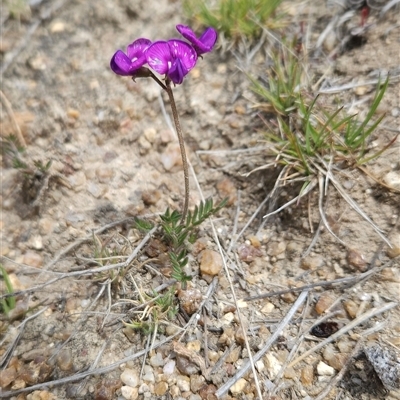 Swainsona sericea (Silky Swainson-Pea) at Mount Clear, ACT - 22 Oct 2024 by BethanyDunne