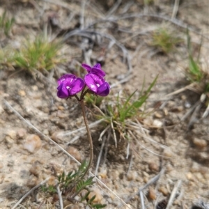 Swainsona sericea at Mount Clear, ACT - 22 Oct 2024 01:52 PM