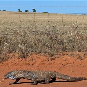 Varanus giganteus at Ajana, WA - 22 Oct 2024 07:01 PM